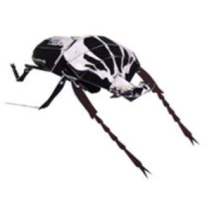 Papercraft del Escarabajo Goliat. Manualidades a Raudales.