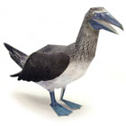 Papercraft imprimible y armable del Pájaro Bobo de pies azules. Manualidades a Raudales.