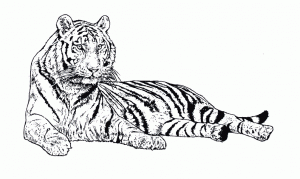 Fichas para colorear dibujos de tigres. Manualidades a Raudales.